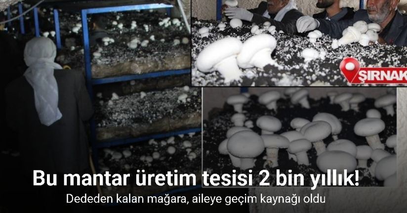2 bin yıllık tarihi mağarada mantar üretim tesisi kurdu