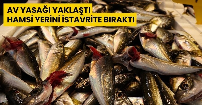 Av yasağı yaklaştı; hamsi yerini istavrite bıraktı