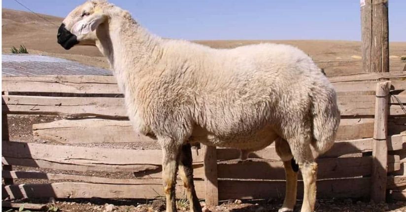 En Karlı Koyun Irkı Hangisi?