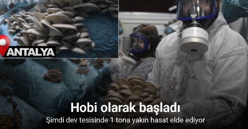 Hobi olarak başladığı mantar yetiştiriciliğinde günde 1 tona yakın hasat elde ediyor