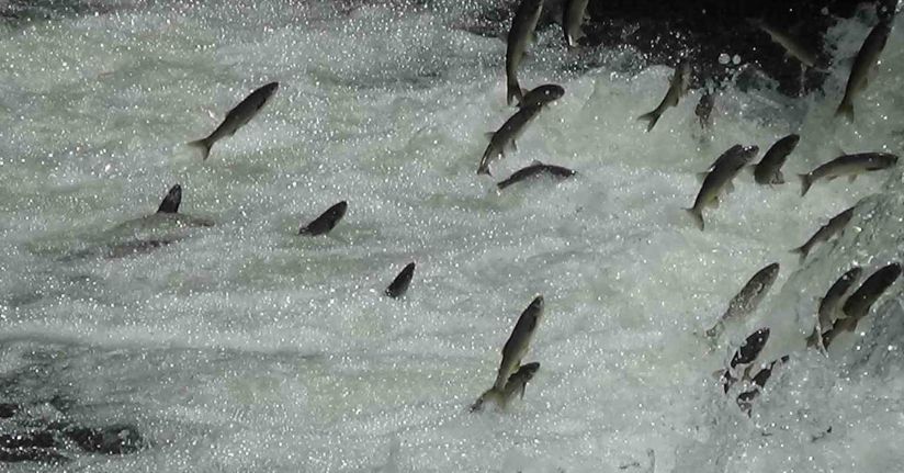 İnci kefalleri Van İl Jandarma Komutanlığı’na emanet