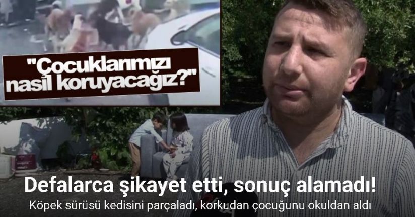 Köpek sürüsü kediyi parçaladı, korkudan çocuğunu okuldan aldı