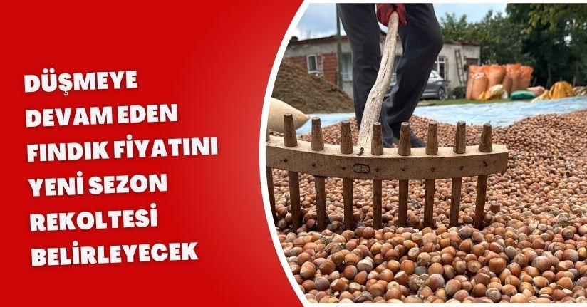 Düşmeye devam eden fındık fiyatını yeni sezon rekoltesi belirleyecek