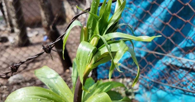 Sadece 20 günlük ömrü var: Bu çiçeği koparmanın cezası 700 bin lira