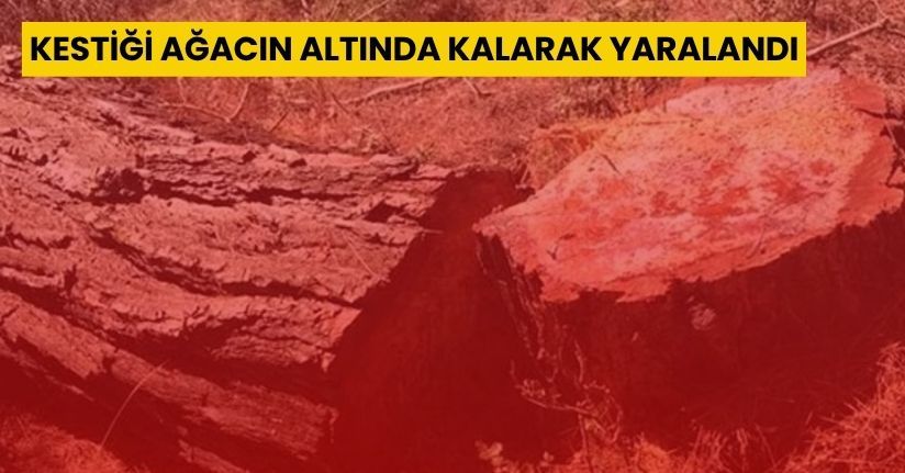 Kestiği ağacın altında kalarak yaralandı