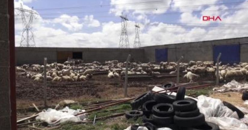 80 bin lira maaşla çalıştıracak çoban bulamıyorlar