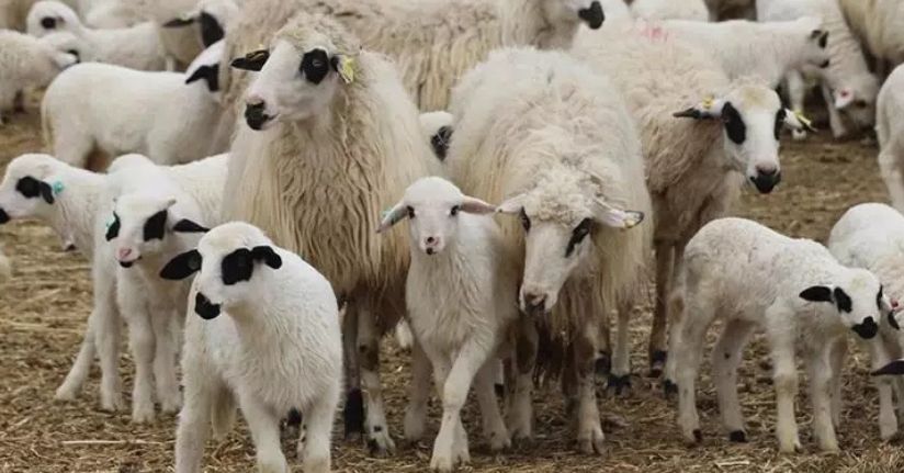 95 baş dişi ve 5 baş erkek küçükbaş hayvan TİGEM tarafından uygun şartlarda temin edilecek