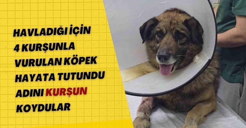 Havladığı için 4 kurşunla vurulan köpek hayata tutundu; Adını 
