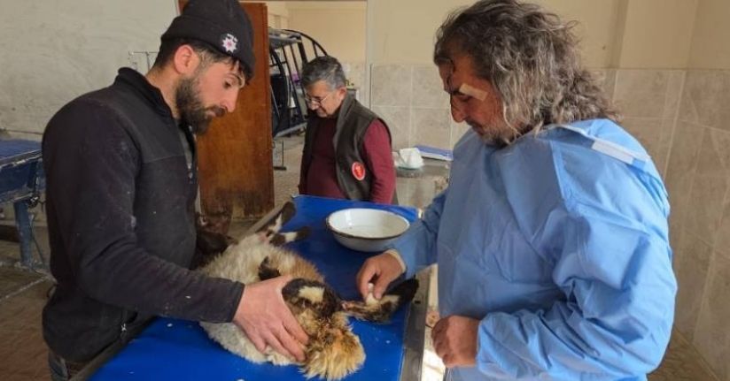 Van’da deprem sonrası enkaz altından yaralı çıkarılan kuzular tedavi altına alındı