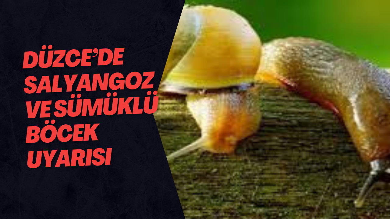 Düzce’de Salyangoz ve Sümüklü Böcek Uyarısı