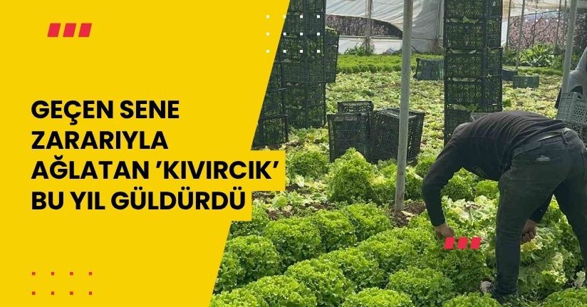 Geçen sene zararıyla ağlatan ’kıvırcık’ bu yıl güldürdü
