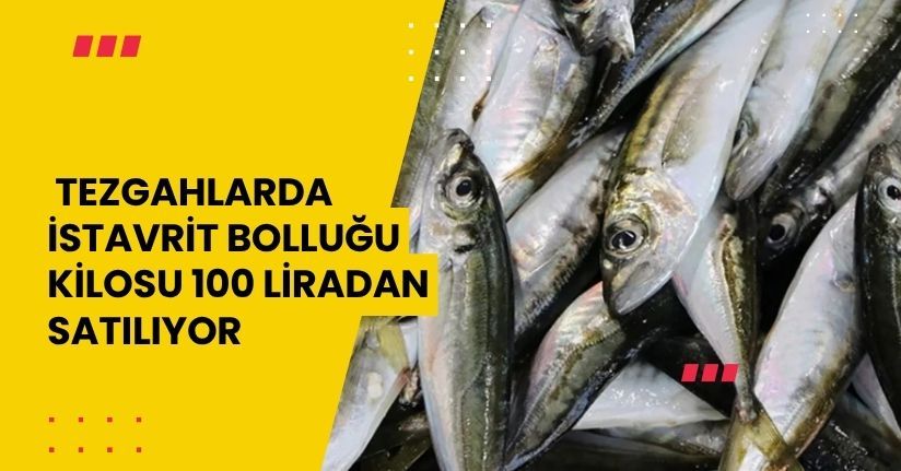 Tezgahlarda istavrit bolluğu: kilosu 100 liradan satılıyor
