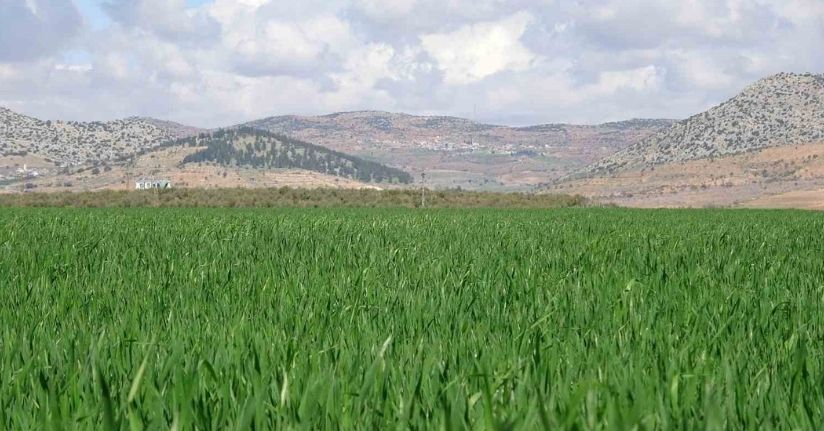 Yağışlar buğday üreticisinin yüzünü güldürdü