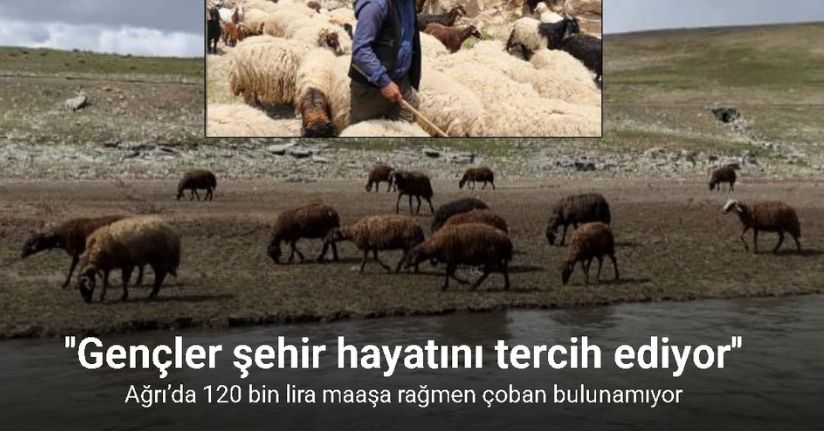 Ağrı’da 120 bin lira maaşa rağmen çoban bulunamıyor