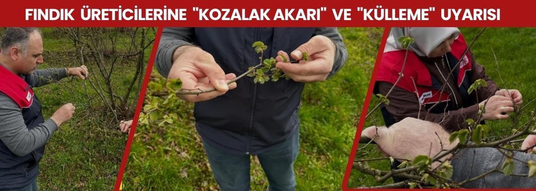 Fındıkta Kozalak Akarı Ve Külleme Hastalığına Karşı Mücadele Başlıyor