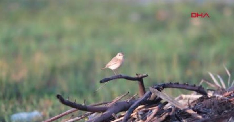 Antalya'da 3 günde 120'nin üzerinde kuş türü gözlemlendi