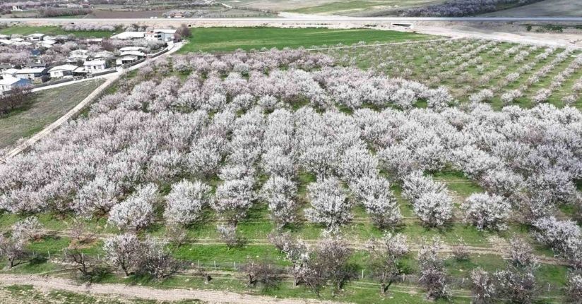 Malatya’da kayısıda iklim endişesi devam ediyor