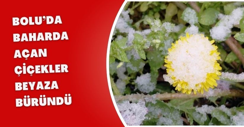 Bolu’da baharda açan çiçekler beyaza büründü