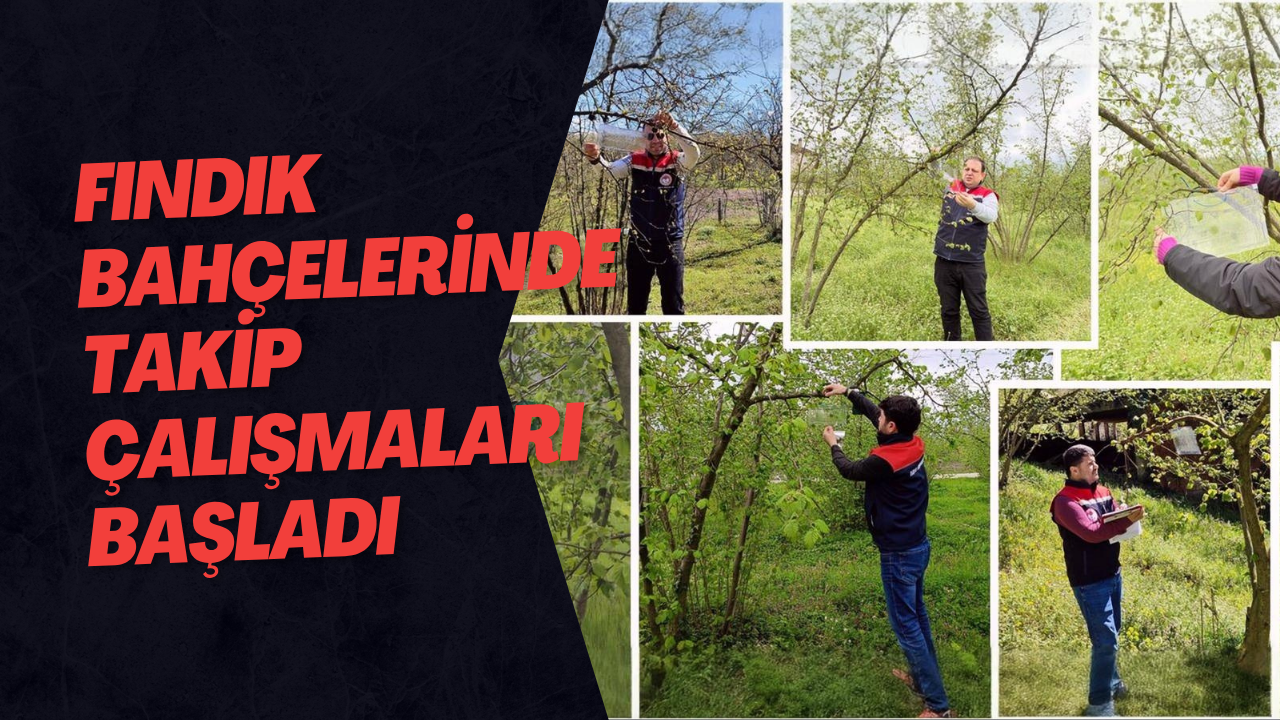 Fındık Bahçelerinde Takip Çalışmaları Başladı