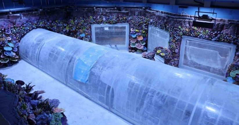 Kocaeli’de su altında dünya turu başlıyor: 30 farklı akvaryumla eşsiz gezi