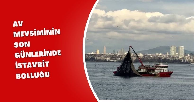 Av mevsiminin son günlerinde istavrit bolluğu