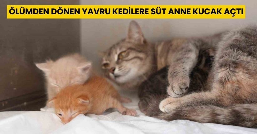 Ölümden dönen yavru kedilere süt anne kucak açtı