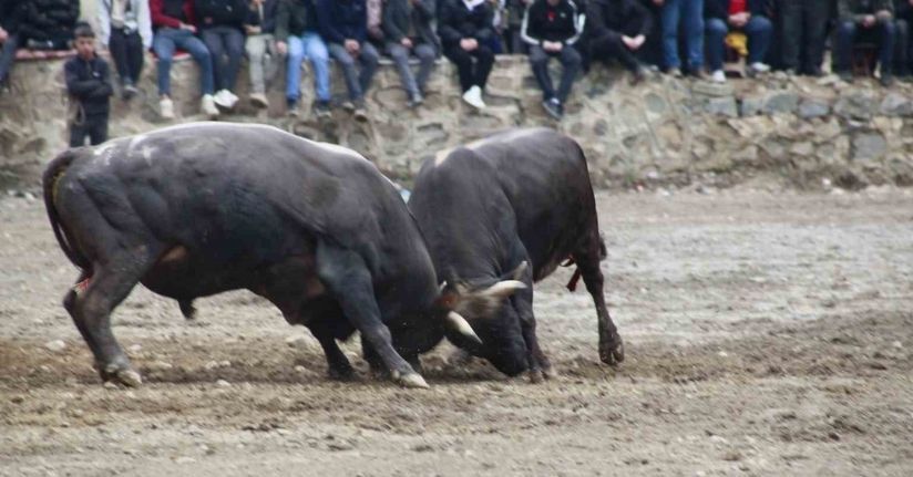 Artvin’de boğa güreşleri sezonu Sarıgöl’de açıldı