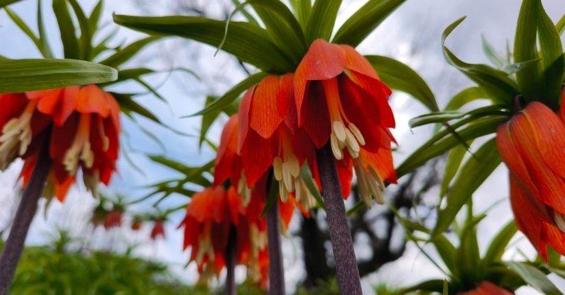 Koparmanın 700 bin lira cezasının olduğu 'ters lale' için Sason'a ziyaretçi akını