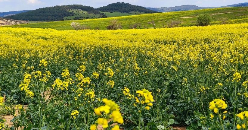 Trakya'nın 'sarı altın çiçeği’ kanola ile tarlalar renklendi