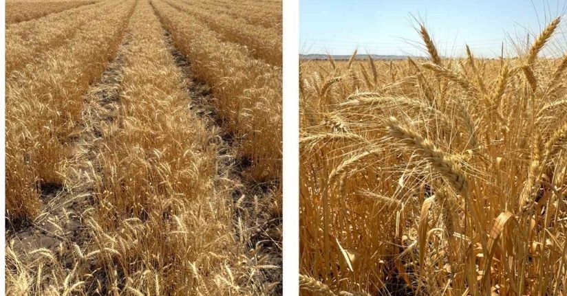 ETİ’den kurak iklim koşullarına dayanıklı yerli buğday çeşidi