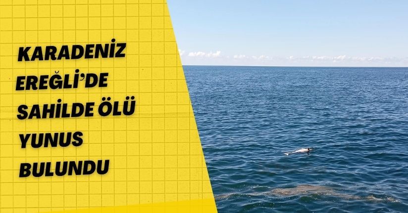 Karadeniz Ereğli’de sahilde ölü yunus bulundu