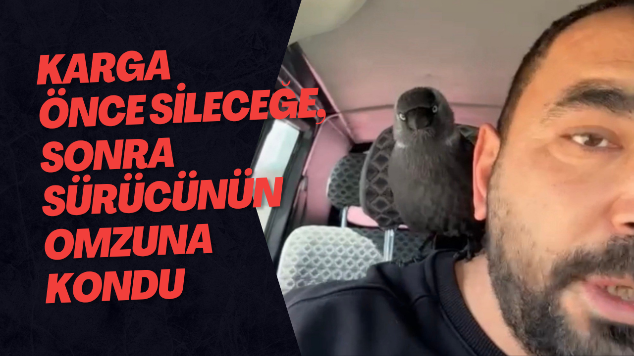 Karga Önce Sileceğe, Sonra Sürücünün Omzuna Kondu
