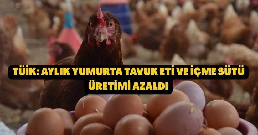 TÜİK: Aylık yumurta, tavuk eti ve içme sütü üretimi azaldı