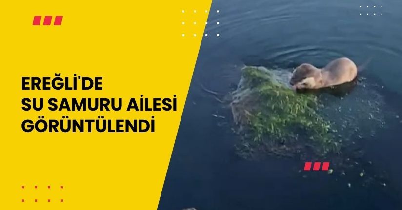 Ereğli'de su samuru ailesi görüntülendi