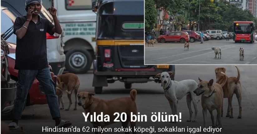 Hindistan’da 62 milyon sokak köpeği, sokakları işgal ediyor