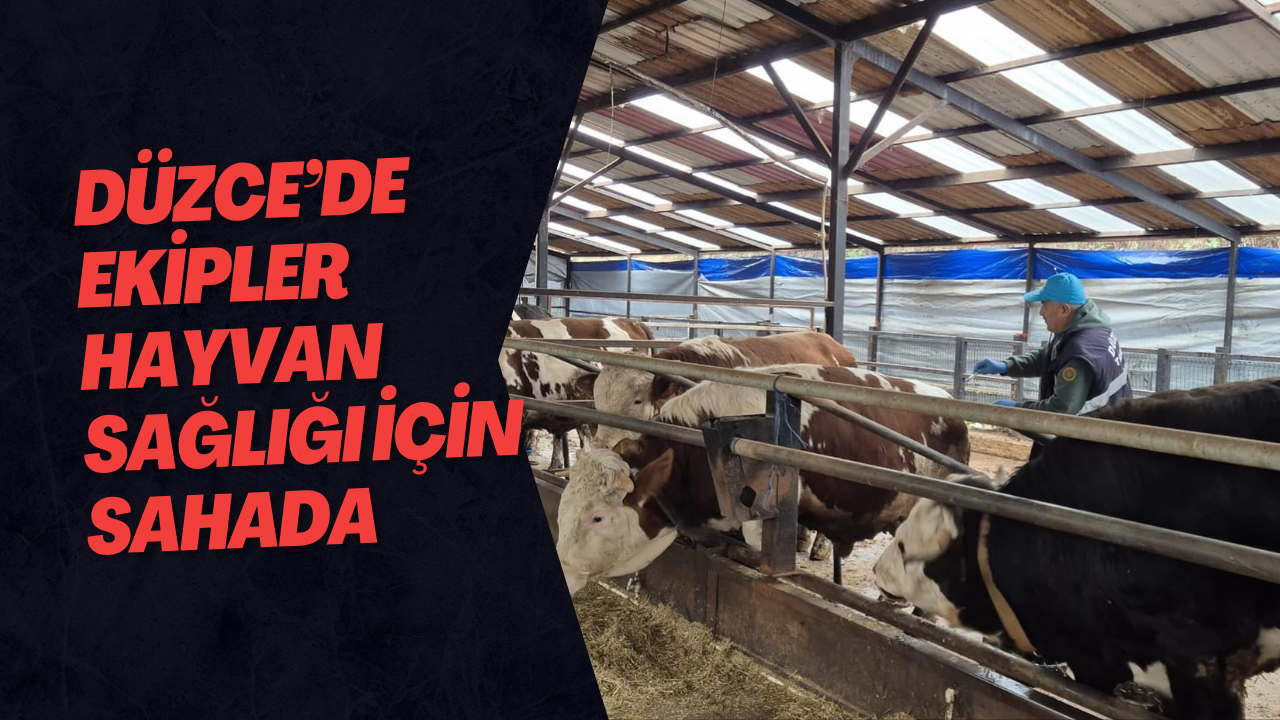 Düzce’de Ekipler Hayvan Sağlığı İçin Sahada