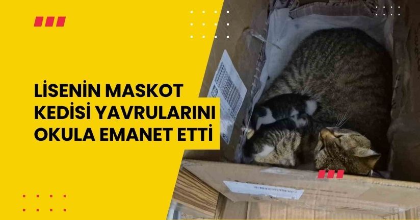 Lisenin maskot kedisi, yavrularını okula emanet etti