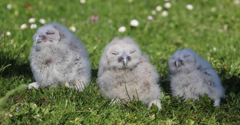 Baykuş ile çiftçinin 20 yıllık dostluğu: Her yıl aynı serendisine yuvalıyor