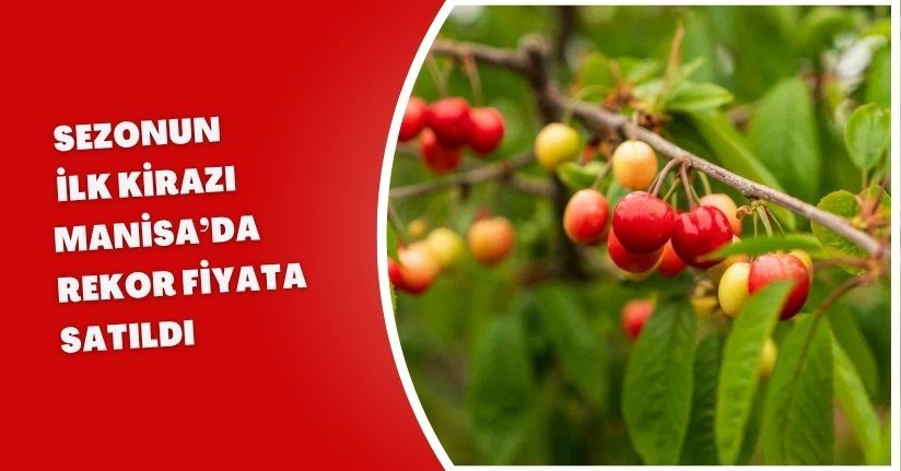 Sezonun ilk kirazı Manisa’da rekor fiyata satıldı