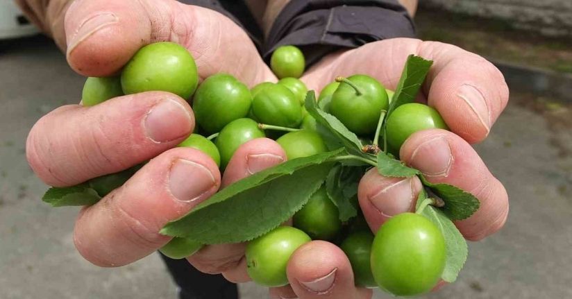 İlk erik hasadı yapıldı