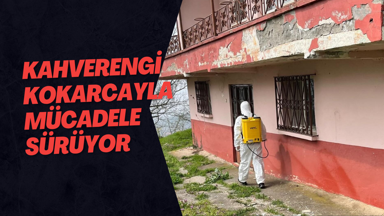 Kahverengi Kokarcayla Mücadele Sürüyor