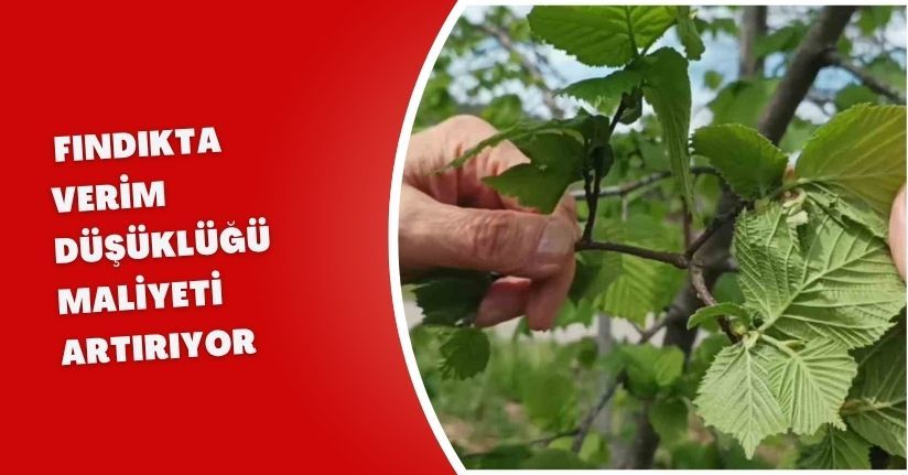 Fındıkta verim düşüklüğü maliyeti artırıyor