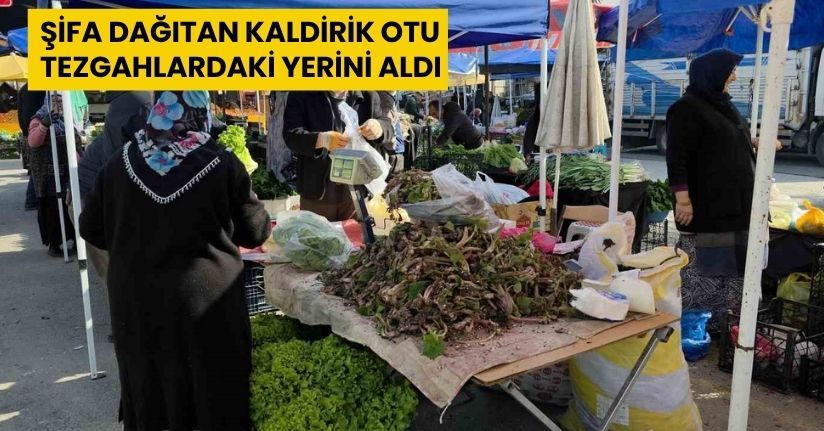 Şifa dağıtan kaldirik otu tezgahlardaki yerini aldı