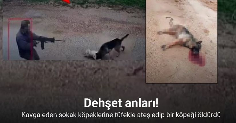 Kavga eden sokak köpeklerine tüfekle ateş edip bir köpeği öldürdü