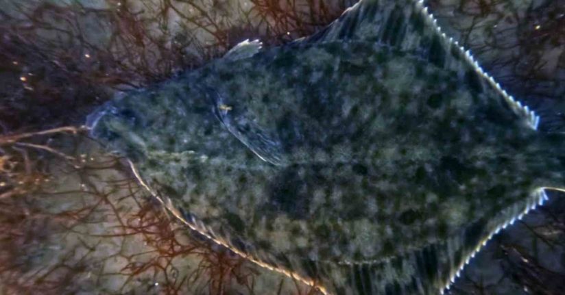 Dip çamuru temizliği İzmit Körfezi’ne yunusları geri getirdi