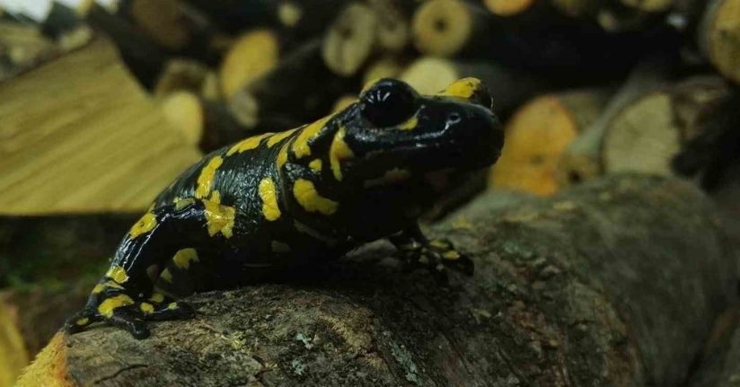 Baharla birlikte Benekli Semenderler çıkmaya başladı; Zarar vermenin bedeli, 557.212 TL