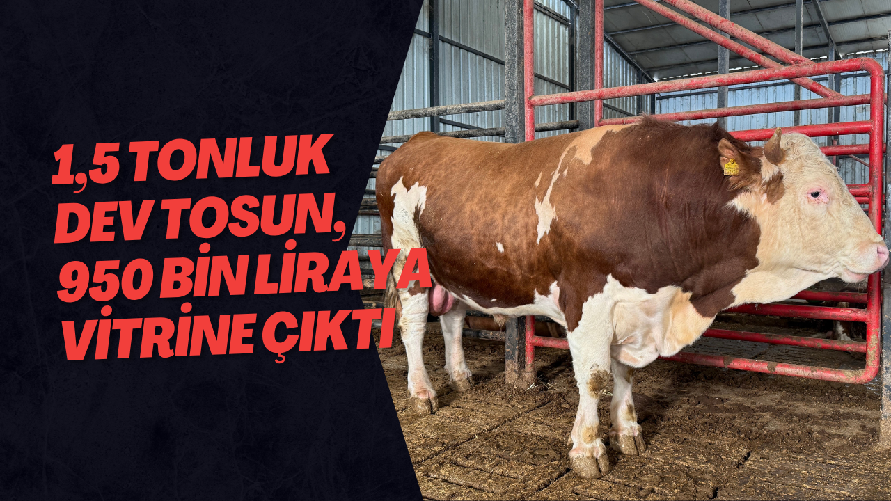 1,5 Tonluk Dev Tosun, 950 Bin Liraya Vitrine Çıktı