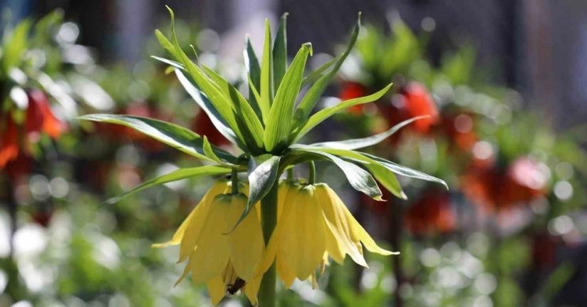 Cezayı duyan bir adım geri çekiliyor: Şırnak’ta ters laleler görsel şölen sundu