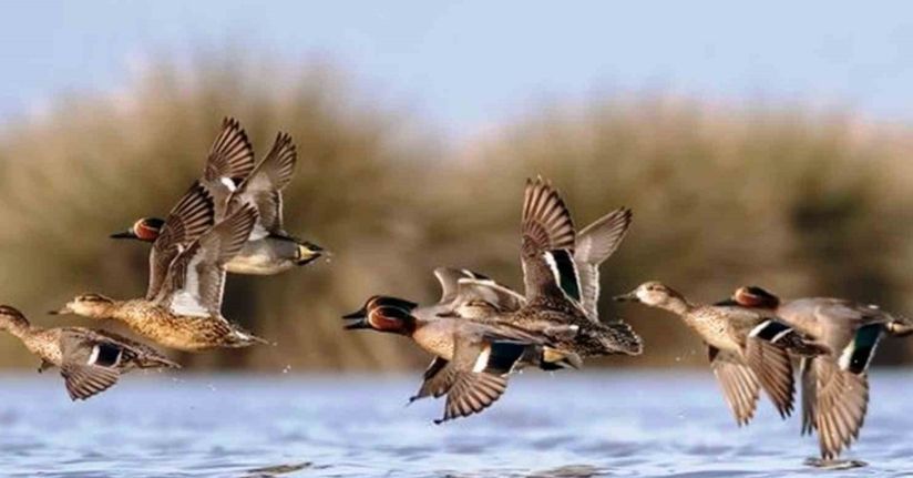 Savcının objektifinden yaban hayatı