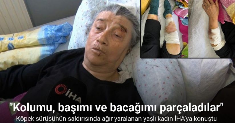 Köpek sürüsünün saldırısında ağır yaralanan yaşlı kadın: 